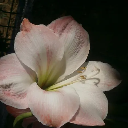 Maja Апартаменти *